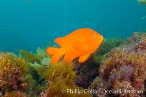 Garibaldi swims over a kelp covered reef, Hypsypops rubicundus, San Clemente Island