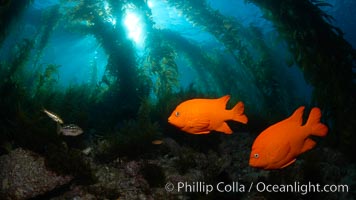 Garibaldi swims in the kelp forest, sunlight filters through towering giant kelp plants rising from the ocean bottom to the surface, underwater.