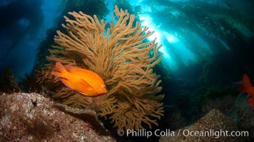 Garibaldi, Hypsypops rubicundus, swims in front of a golden gorgonian, with a underwater forest of giant kelp rising in the background, underwater. Catalina, California.