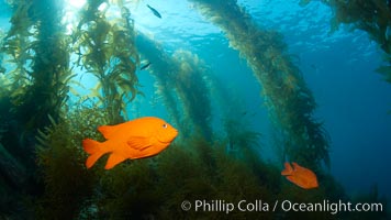 Garibaldi swims in the kelp forest, sunlight filters through towering giant kelp plants rising from the ocean bottom to the surface, underwater, Hypsypops rubicundus, Catalina Island