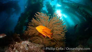 Garibaldi and golden gorgonian, with a underwater forest of giant kelp rising in the background, underwater, Hypsypops rubicundus, Catalina Island