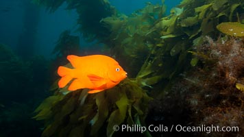 Garibaldi fish on kelp forest reef, underwater, Hypsypops rubicundus, San Clemente Island
