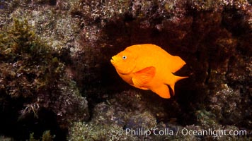 Garibaldi fish on kelp forest reef, underwater, Hypsypops rubicundus, San Clemente Island