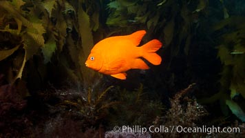 Garibaldi fish on kelp forest reef, underwater, Hypsypops rubicundus, San Clemente Island