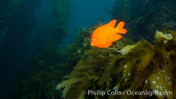 Garibaldi fish on kelp forest reef, underwater, Hypsypops rubicundus, San Clemente Island