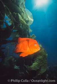 Garibaldi, southern California, Hypsypops rubicundus