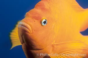 The bright orange garibaldi fish, California's state marine fish, is also clownlike in appearance, Hypsypops rubicundus