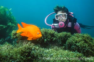 Diver and garibaldi, Hypsypops rubicundus, Catalina Island