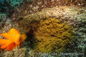 Diver and garibaldi nest, Hypsypops rubicundus, La Jolla, California