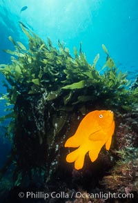 Garibaldi, Hypsypops rubicundus, Catalina Island