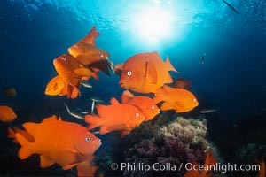 Garibaldi, Coronado Islands, Hypsypops rubicundus, Coronado Islands (Islas Coronado)