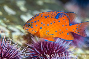 Juvenile garibaldi and purple urchins, Coronado Islands, Hypsypops rubicundus, Strongylocentrotus purpuratus, Coronado Islands (Islas Coronado)