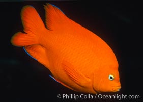 Garibaldi with a tiny bit of juvenile blue coloration, Hypsypops rubicundus