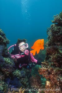 Diver and garibaldi, Hypsypops rubicundus, Catalina Island