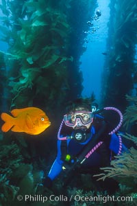 Diver and garibaldi, Hypsypops rubicundus, Catalina Island