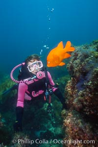 Diver and garibaldi.