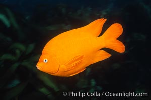 Garibaldi, Hypsypops rubicundus, Catalina Island