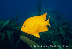 Garibaldi, Hypsypops rubicundus, Catalina Island