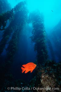 Garibaldi in kelp forest, Hypsypops rubicundus, San Clemente Island