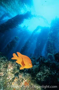 Garibaldi in kelp forest. San Clemente Island, California, USA, Hypsypops rubicundus, natural history stock photograph, photo id 03453