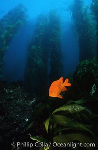 Garibaldi in kelp forest, Hypsypops rubicundus, Macrocystis pyrifera, San Clemente Island