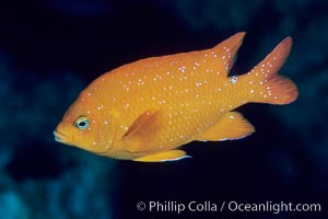 Garibaldi, Hypsypops rubicundus, San Clemente Island