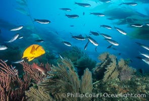 Garibaldi and gorgonian, Hypsypops rubicundus, Catalina Island