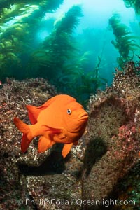 Garibaldi maintains a patch of algae (just in front of the fish) to entice a female to lay a clutch of eggs., natural history stock photograph, photo id 37144
