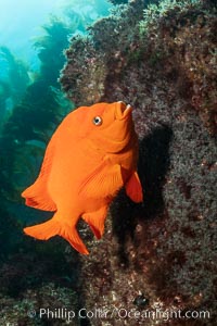 Garibaldi maintains a patch of algae (just in front of the fish) to entice a female to lay a clutch of eggs