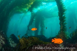 Garibaldi in kelp forest, Catalina Island