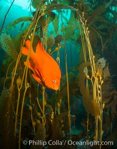 Garibaldi in kelp forest, Catalina Island