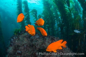 Garibaldi in kelp forest, Catalina Island