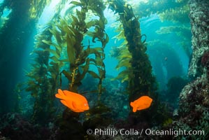 Garibaldi in kelp forest, Catalina Island