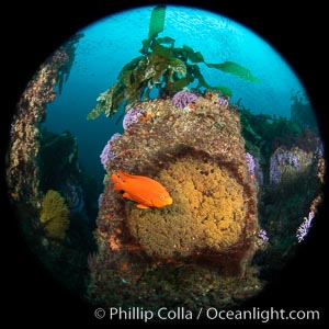 Garibaldi maintains a patch of orange algae (just in front of the fish) to entice a female to lay a clutch of eggs, Farnsworth Banks, Catalina Island, Hypsypops rubicundus