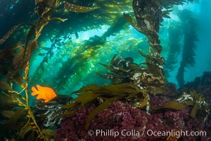 Garibaldi swims in the kelp forest, sunlight filters through towering giant kelp plants rising from the ocean bottom to the surface, underwater.