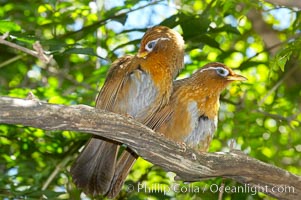 Hwamei, a bird native to China, Taiwan and Indochina, Garrulax canorus