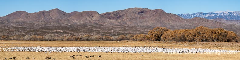 Geese and Cranes in Cornfield in Winter, Bosque Del Apache National Wildlife Refuge, Grus canadensis, Bosque del Apache National Wildlife Refuge, Socorro, New Mexico