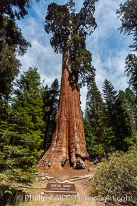 The General Grant Sequoia tree is the second-tallest living thing on earth, standing over 267 feet tall with a 40 diameter and 107 circumference at its base. It is estimated to be between 1500 and 2000 years old. The General Grant Sequoia is both the Nations Christmas tree and the only living National Shrine, memorializing veterans who served in the US armed forces. Grant Grove, Sequoiadendron giganteum, Sequoia Kings Canyon National Park, California