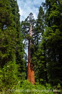 The General Grant Sequoia tree is the second-tallest living thing on earth, standing over 267 feet tall with a 40 diameter and 107 circumference at its base. It is estimated to be between 1500 and 2000 years old. The General Grant Sequoia is both the Nations Christmas tree and the only living National Shrine, memorializing veterans who served in the US armed forces. Grant Grove, Sequoiadendron giganteum, Sequoia Kings Canyon National Park, California