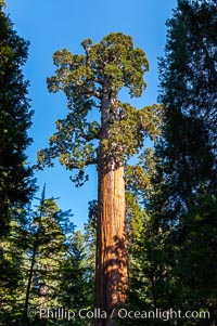 The General Grant Sequoia tree is the second-tallest living thing on earth, standing over 267 feet tall with a 40 diameter and 107 circumference at its base. It is estimated to be between 1500 and 2000 years old. The General Grant Sequoia is both the Nations Christmas tree and the only living National Shrine, memorializing veterans who served in the US armed forces. Grant Grove, Sequoiadendron giganteum, Sequoia Kings Canyon National Park, California