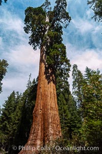 The General Grant Sequoia tree is the second-tallest living thing on earth, standing over 267 feet tall with a 40 diameter and 107 circumference at its base. It is estimated to be between 1500 and 2000 years old. The General Grant Sequoia is both the Nations Christmas tree and the only living National Shrine, memorializing veterans who served in the US armed forces. Grant Grove, Sequoiadendron giganteum, Sequoia Kings Canyon National Park, California