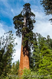 The General Grant Sequoia tree is the second-tallest living thing on earth, standing over 267 feet tall with a 40 diameter and 107 circumference at its base. It is estimated to be between 1500 and 2000 years old. The General Grant Sequoia is both the Nations Christmas tree and the only living National Shrine, memorializing veterans who served in the US armed forces. Grant Grove, Sequoiadendron giganteum, Sequoia Kings Canyon National Park, California