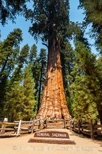 The General Sherman Sequoia tree is the largest (most massive) living thing on earth, standing over 275 feet tall with a 36 diameter and 102 circumference at its base. Its volume is over 53,000 cubic feet. It is estimated to be 2300 to 2700 years old, Sequoiadendron giganteum, Giant Forest, Sequoia Kings Canyon National Park, California