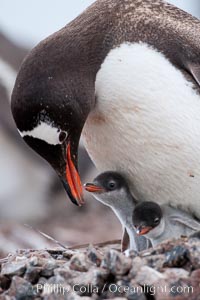 Gentoo penguin tending to its two chicks.  The nest is made of small stones, Pygoscelis papua, Cuverville Island