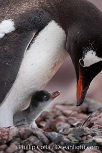Gentoo penguin, adult tending to its single chick, Pygoscelis papua, Cuverville Island