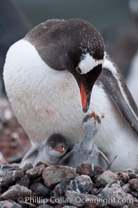 Gentoo penguin tending to its two chicks.  The nest is made of small stones, Pygoscelis papua, Cuverville Island