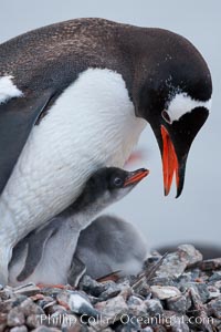 Gentoo penguin tending to its two chicks.  The nest is made of small stones, Pygoscelis papua, Cuverville Island