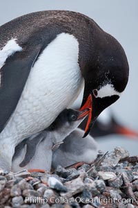 Gentoo penguin, adult tending to its two chicks, on a nest made of small stones.  The chicks will remain in the nest for about 30 days after hatching, Pygoscelis papua, Cuverville Island