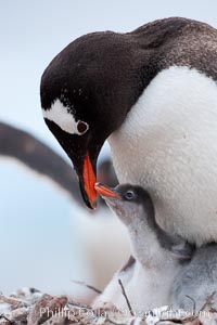 Gentoo penguin, adult tending to its two chicks, on a nest made of small stones.  The chicks will remain in the nest for about 30 days after hatching, Pygoscelis papua, Cuverville Island
