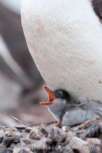 Gentoo penguin, adult tending to its two chicks, on a nest made of small stones.  The chicks will remain in the nest for about 30 days after hatching, Pygoscelis papua, Cuverville Island